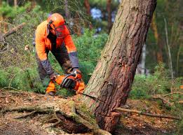 Best Lawn Disease Treatment  in East Milton, FL